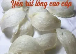 Yến rút long