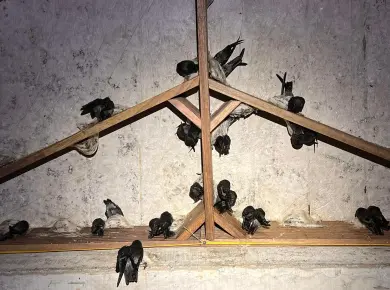 Tìm hiểu kỹ thuật nuôi yến trong nhà