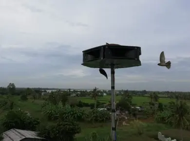 Thi công nhà yến LÀO