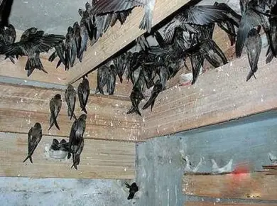 ĐẶC ĐIỂM SINH HỌC CỦA YẾN TRONG NHÀ