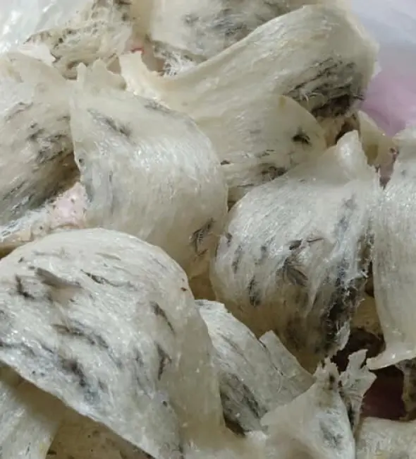 YẾN THÔ ( TỔ NGUYÊN BẢN CHƯA LÀM SẠCH LÔNG)