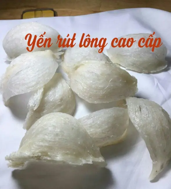 YẾN TỔ RÚT LÔNG CAO CẤP